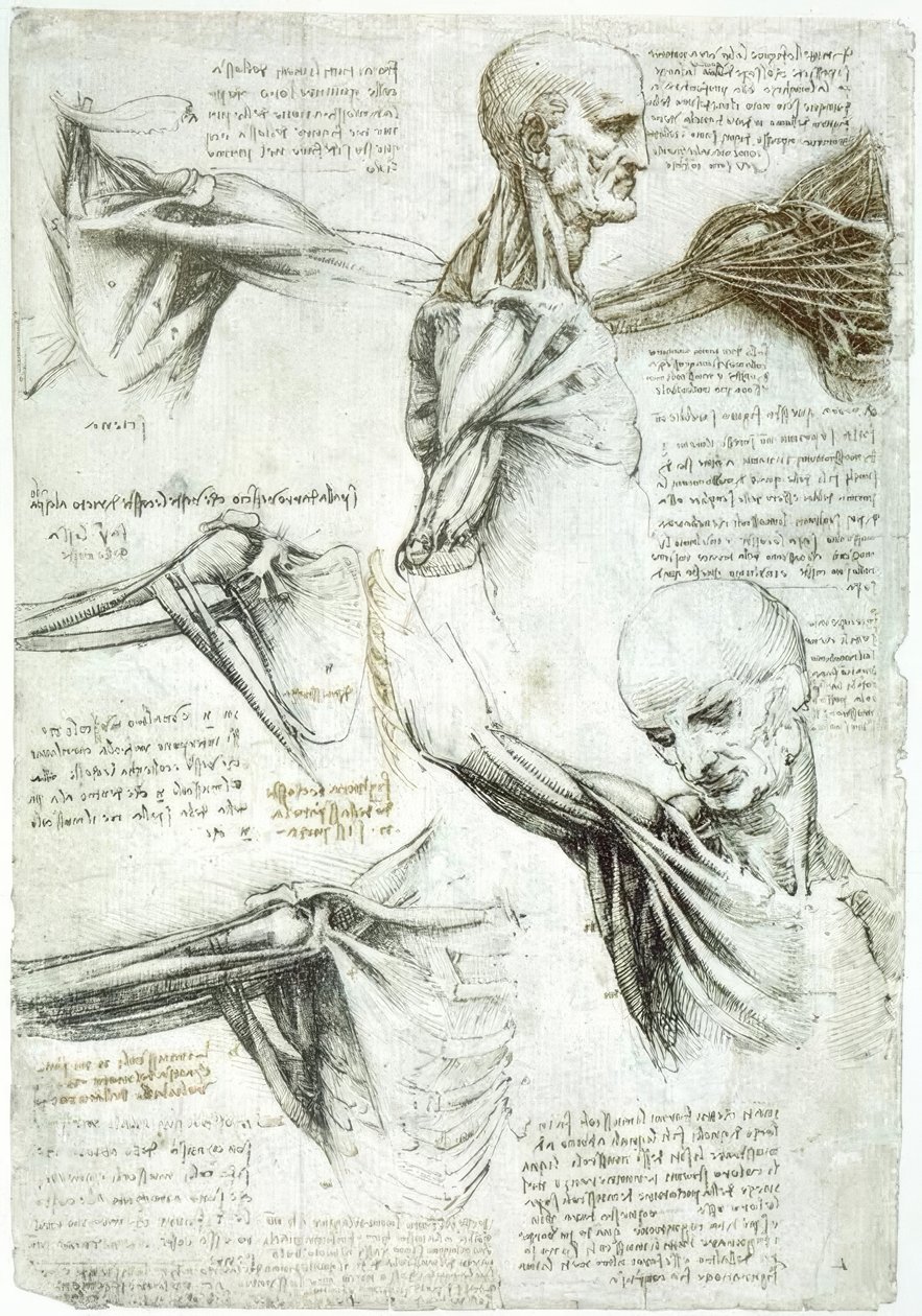 Anatomy Studies by Leonardo da Vinci