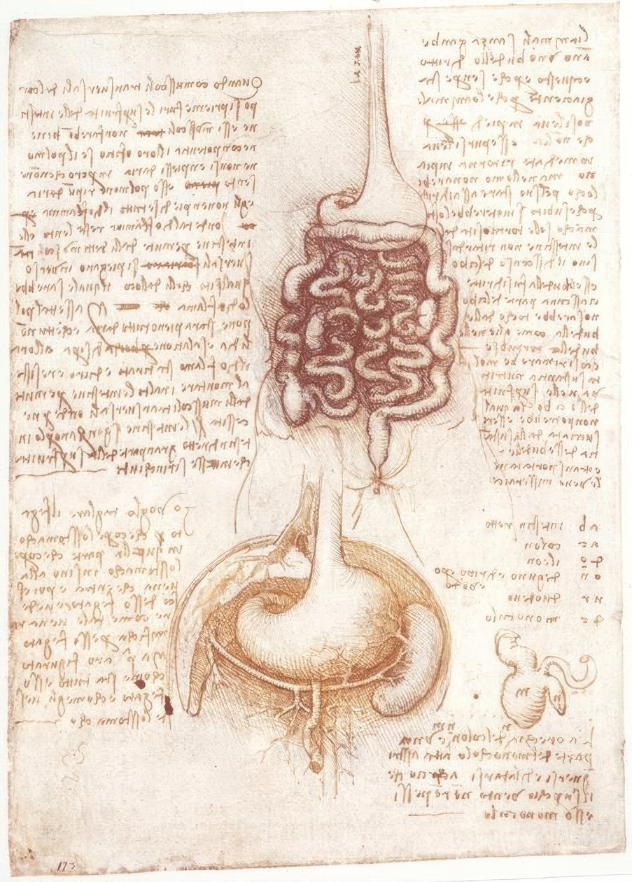Anatomy Studies: Digestive System by Leonardo da Vinci