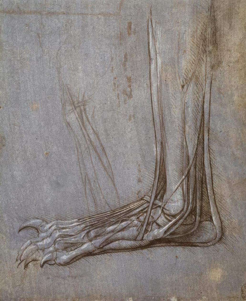 Extensor Tendons of a Bear