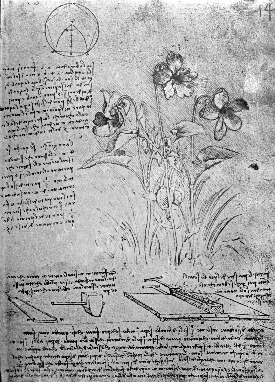 Studies of Violas (Viola odorata and Viola canina), fol. 14r from Manuscript B, c.1487-90 by Leonardo da Vinci