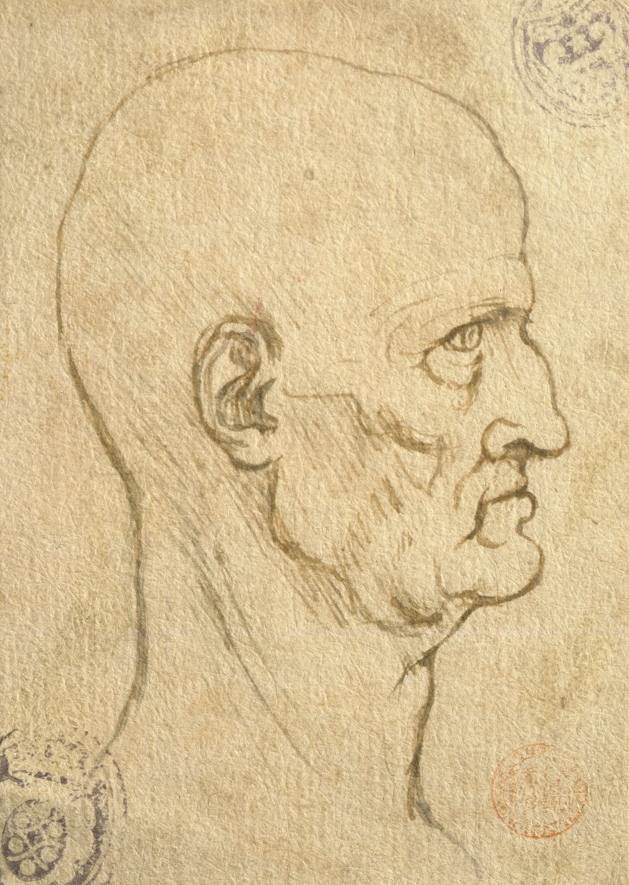 Study of Human Proportions by Leonardo da Vinci