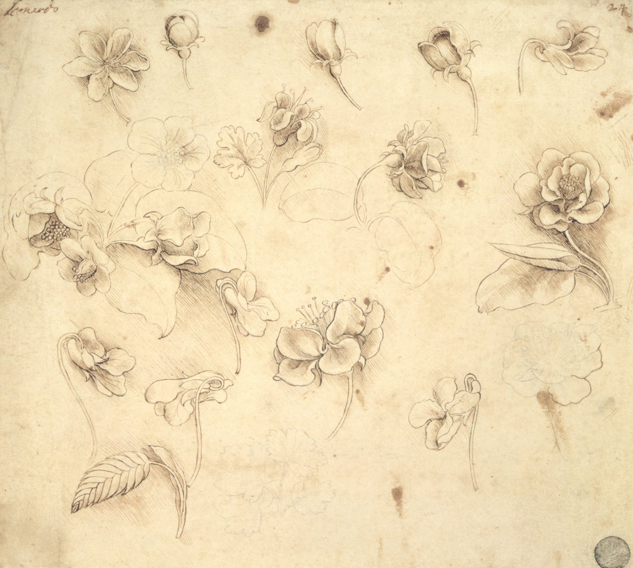Study of the Flowers of Grass-like Plants (Briza Maxima) c.1481-83 by Leonardo da Vinci