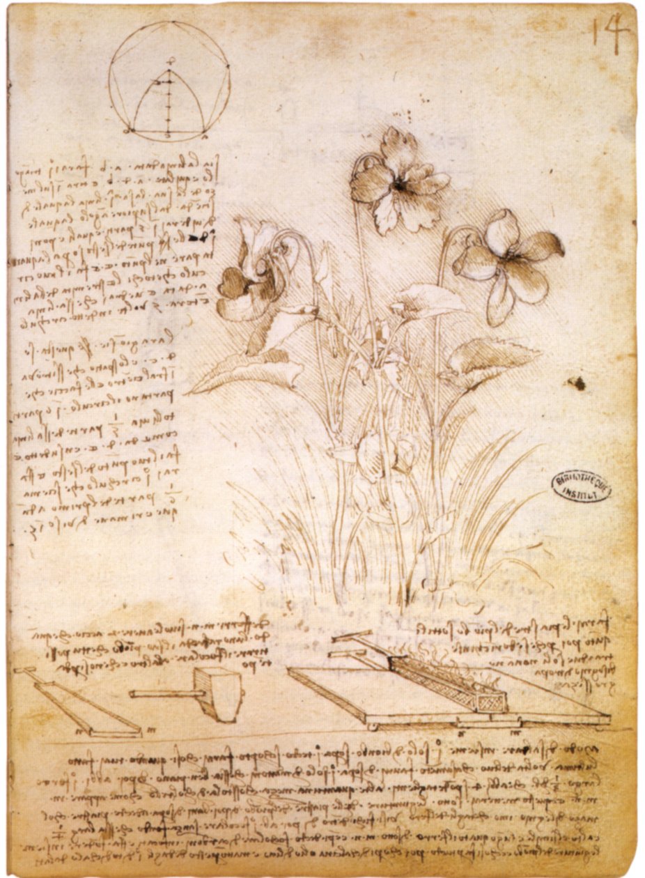 Geometric Figures and Botanical Drawing by Leonardo da Vinci