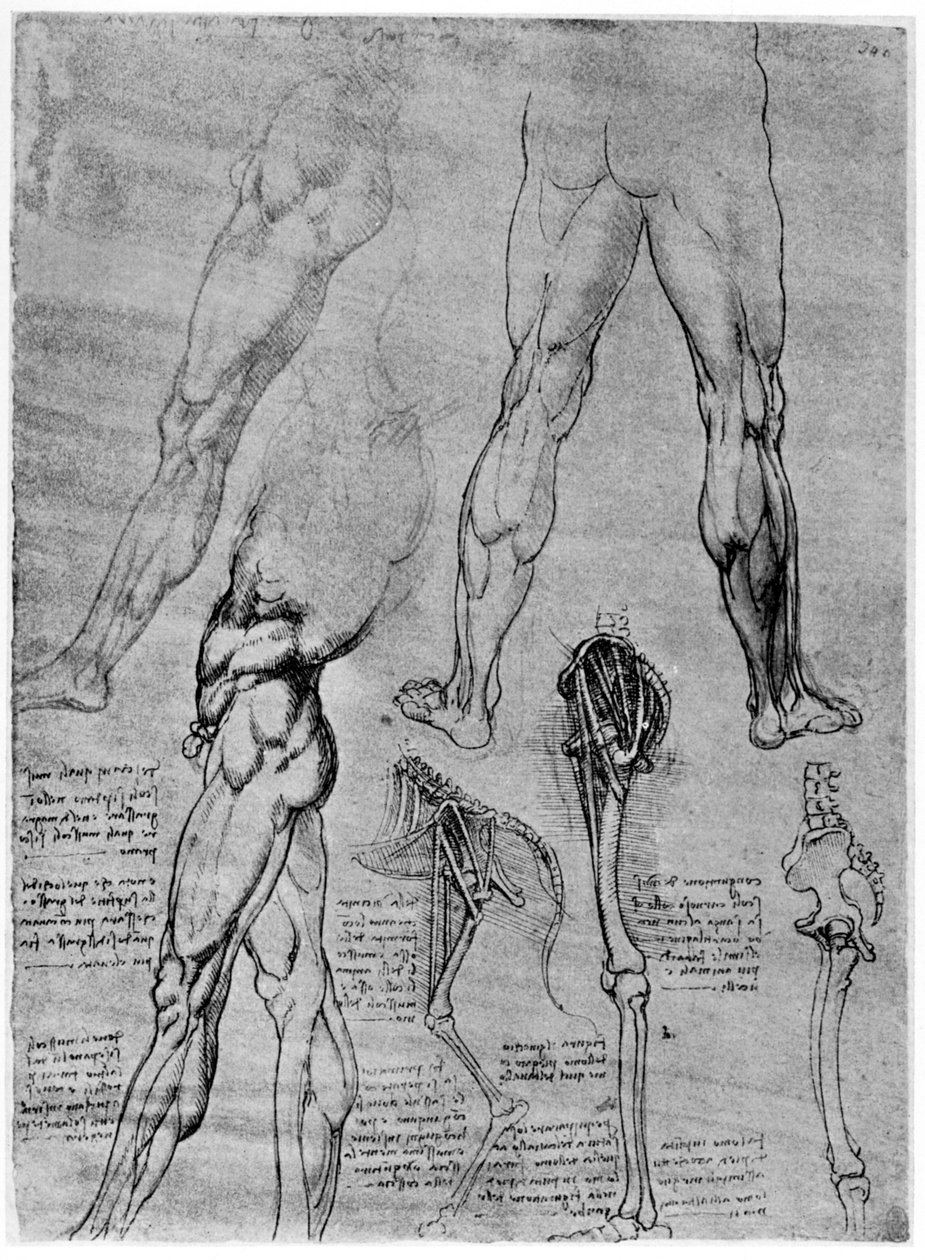 Studies in Comparative Anatomy by Leonardo da Vinci