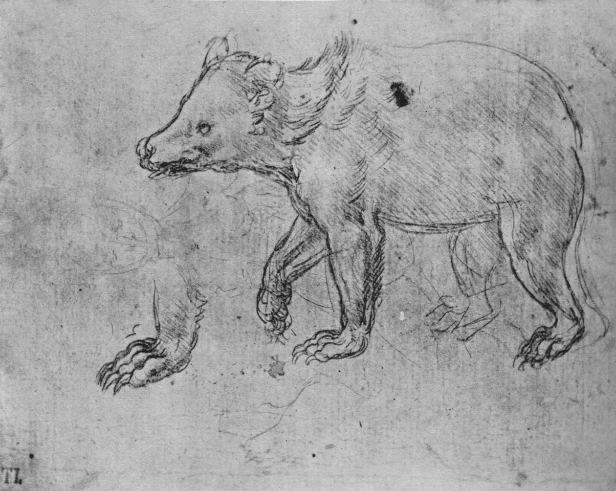 Study of a Bear, c1480 by Leonardo da Vinci