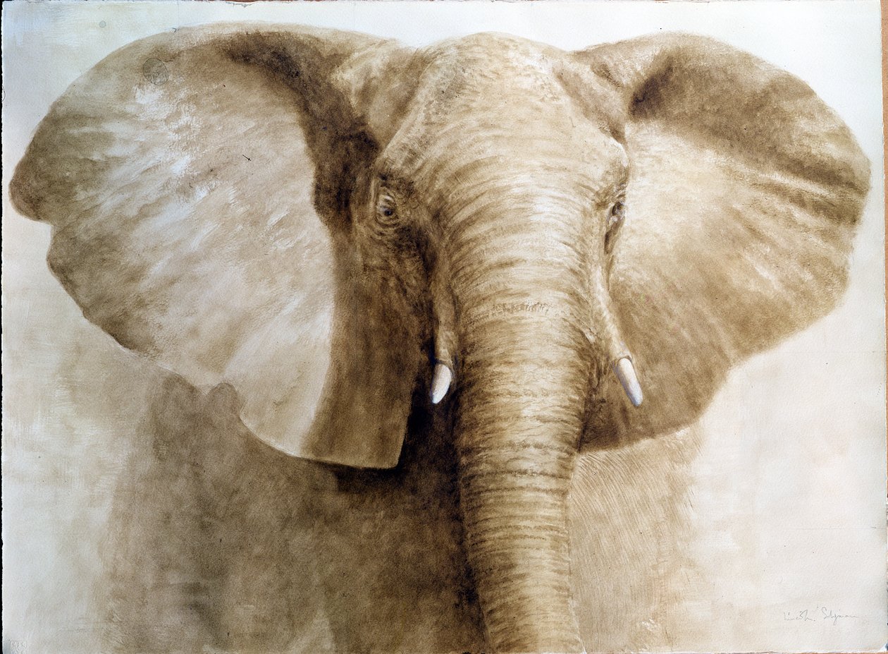 Elephant, 2004 by Lincoln Seligman