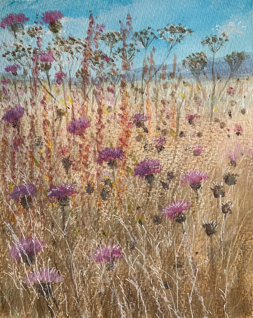 Dark Scabious by Lincoln Seligman