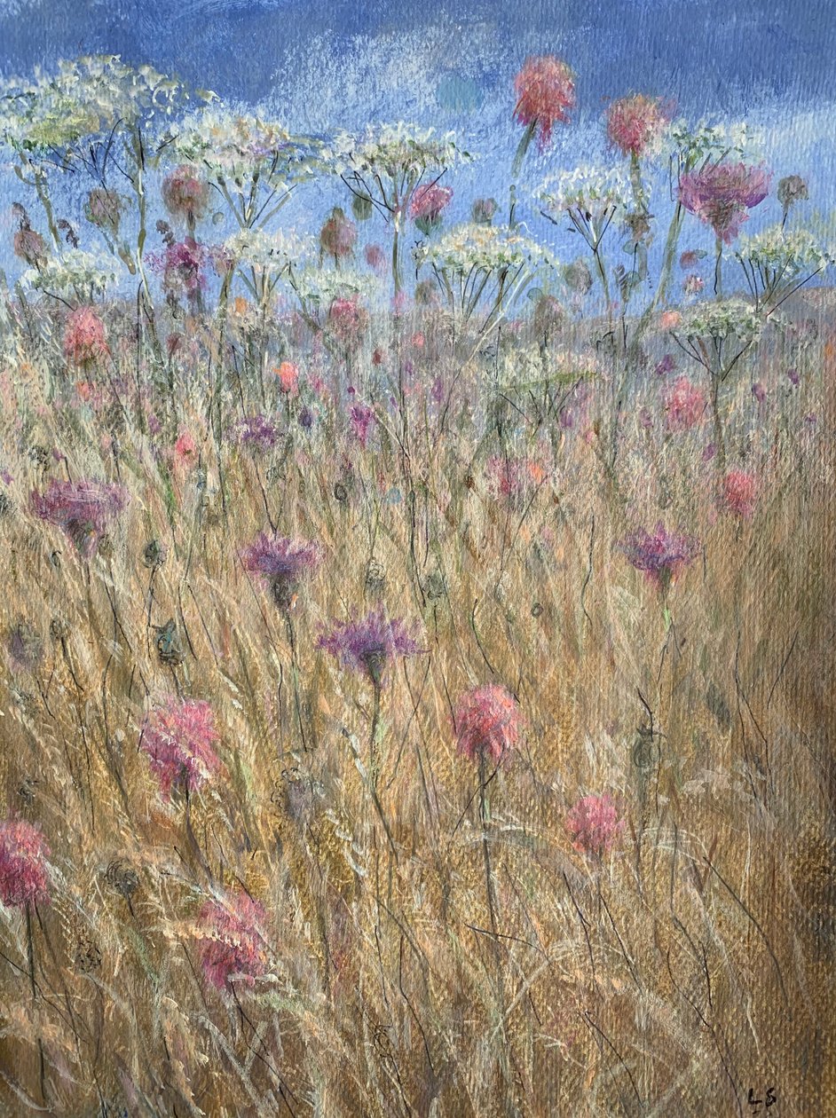 Scabious by Lincoln Seligman