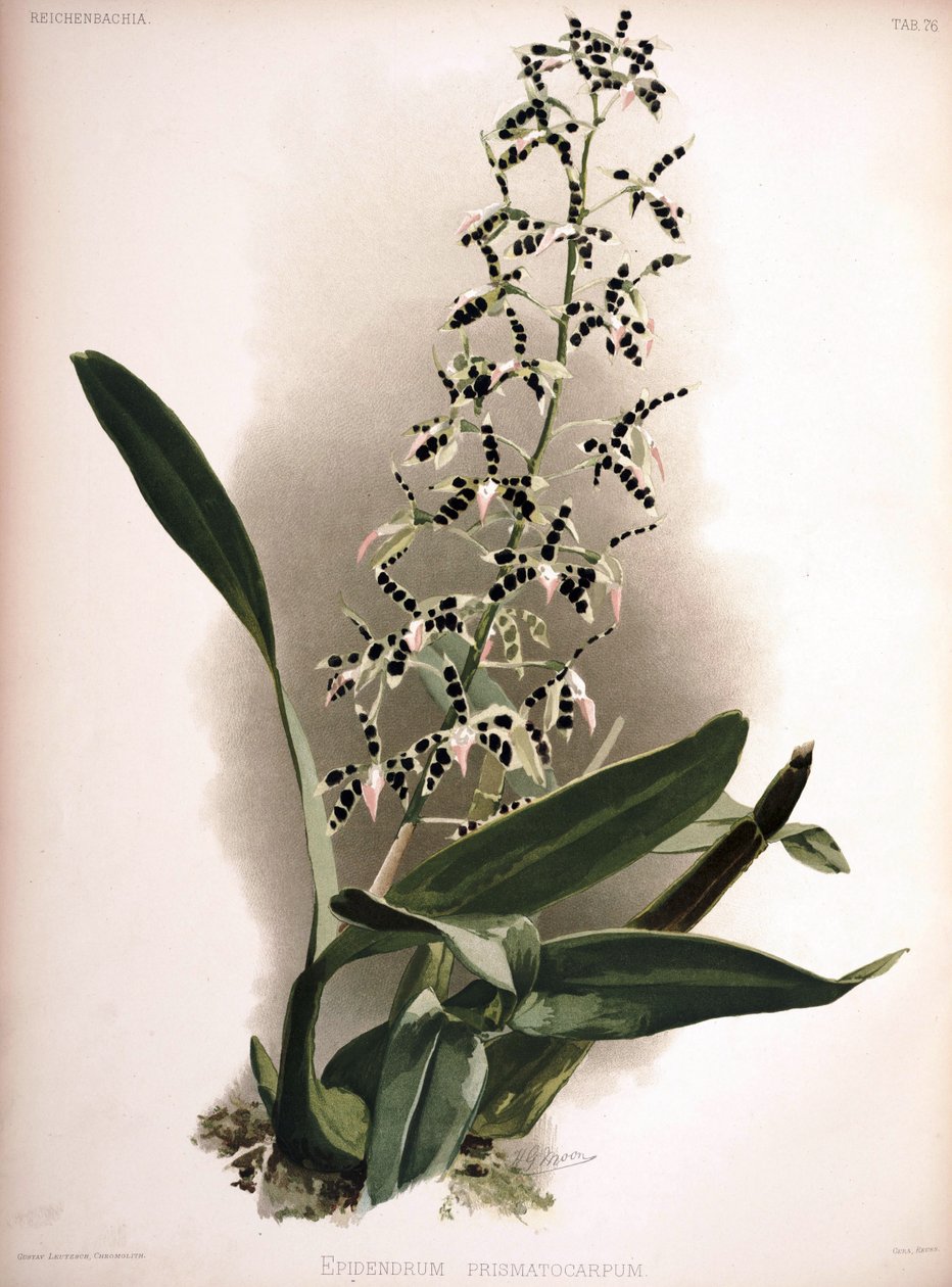 Prosthechea prismatocarpa as syn.: Epidendrum prismatocarpum by London H. Sotheran and Co.