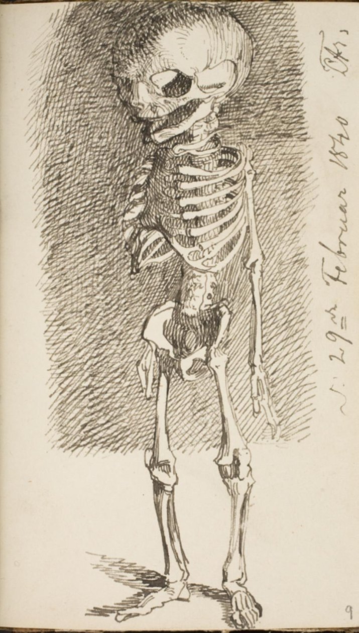 Sketch of a Standing Skeleton by Lorenz Frølich