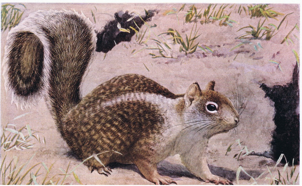 California Ground Squirrel Lives Underground and is an Excellent Digger by Louis Agassiz Fuertes