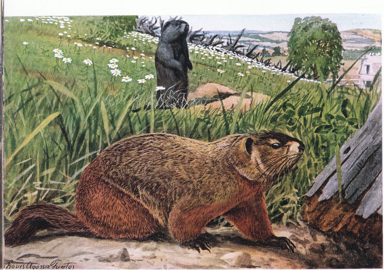 Woodchuck Best Known of All the Marmots, Feeds on Pasture by Louis Agassiz Fuertes