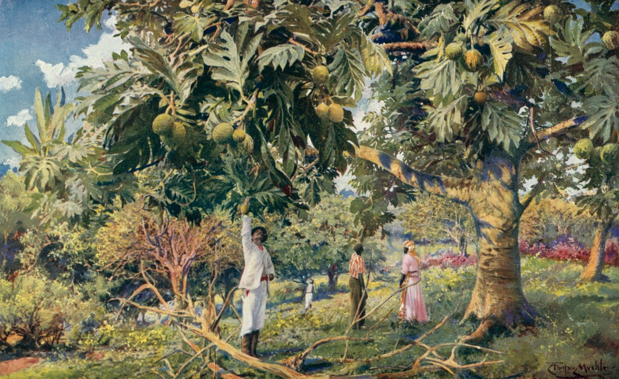 Bread-Fruit Tree, Central America by Louis Fairfax Muckley