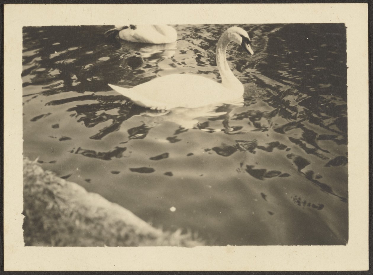 Swan by Louis Fleckenstein