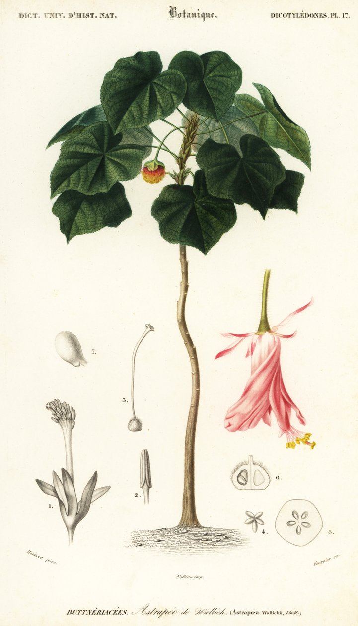 Pinkball, Dombeya wallichii (engraving) by Louis Joseph Edouard Maubert