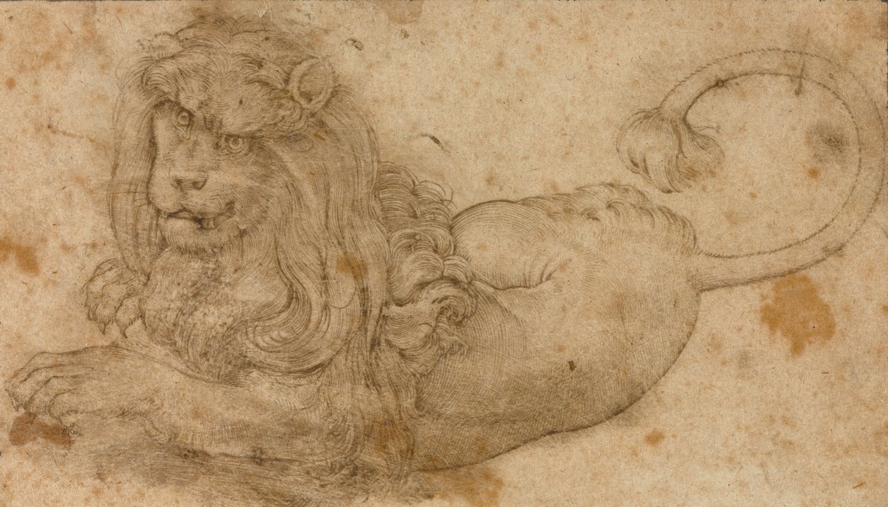 Study of a Lion by Lucas Cranach the Elder