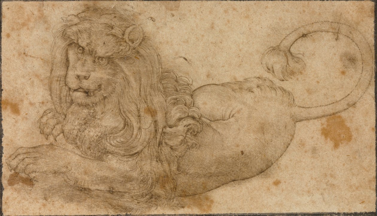 Study of a Lion by Lucas the Elder Cranach