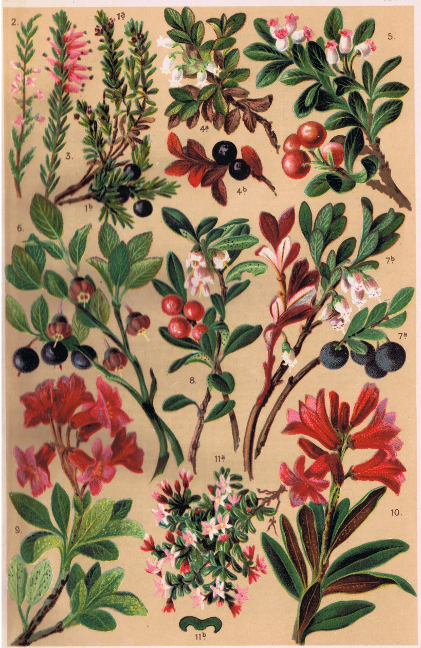 Alpine Plants, illustration from 