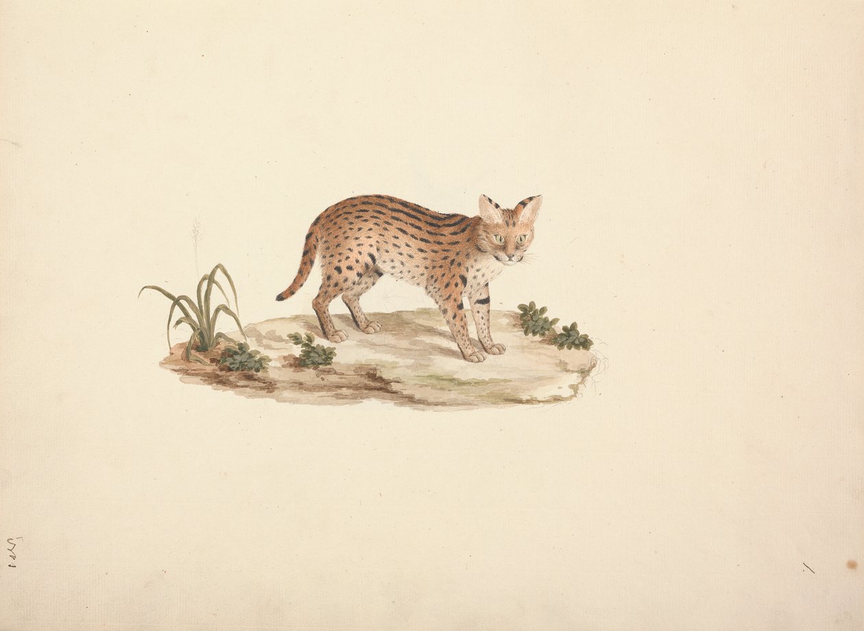 African Wildcat or Serval by Luigi Balugani