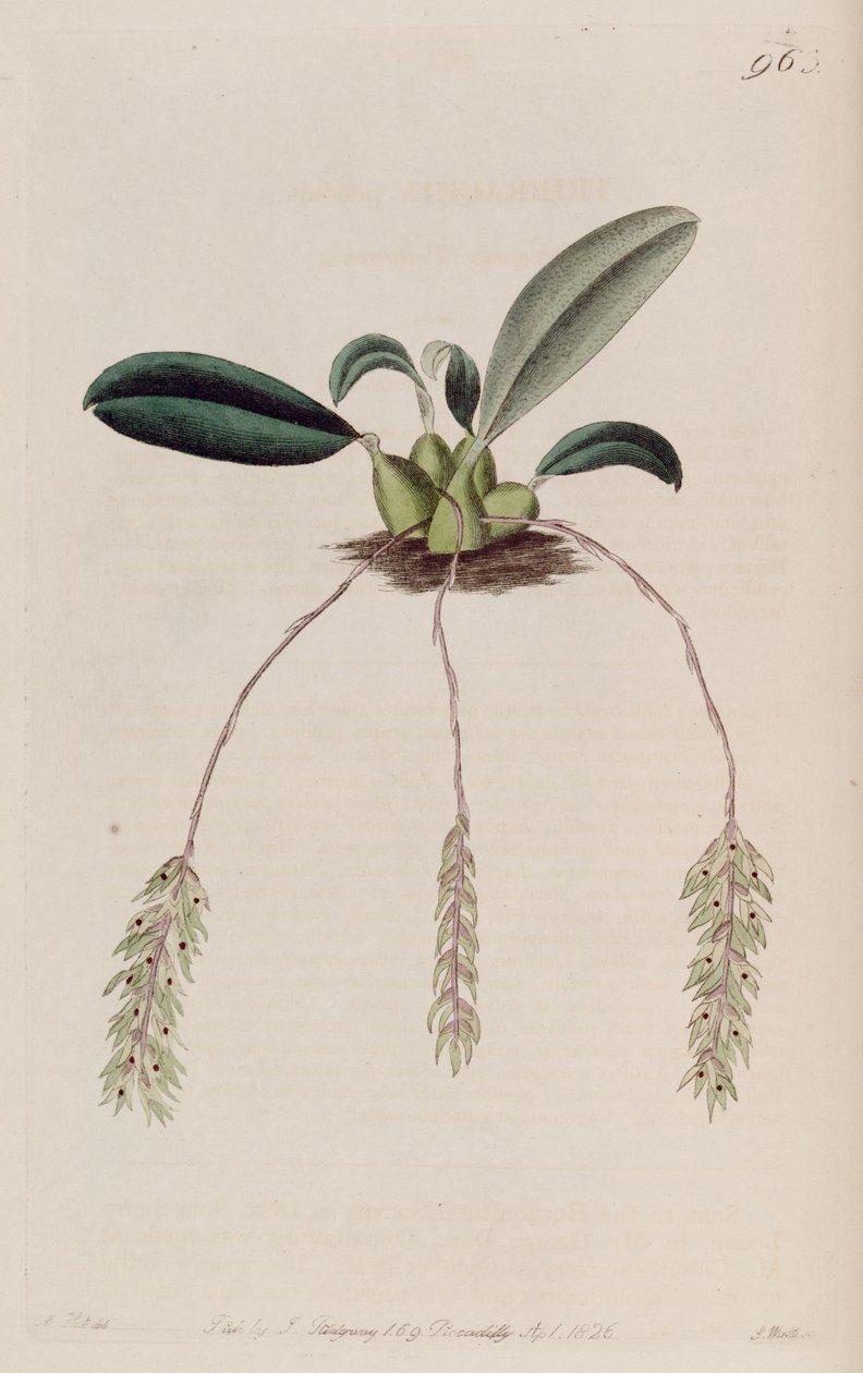 Illustration of Bulbophyllum pendulum (as syn. Tribrachia pendula) by M. Hart