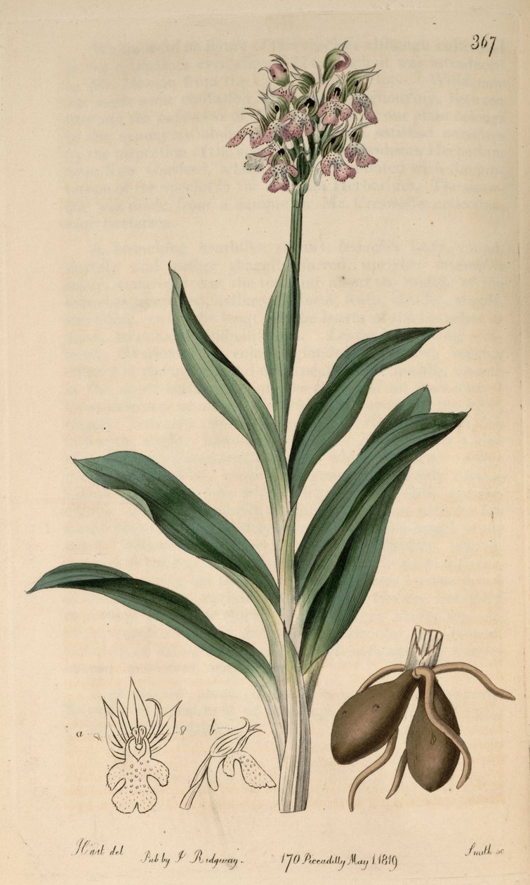 Illustration of Neotinea tridentata subsp. tridentata (as syn. Orchis variegata All.) by M. Hart
