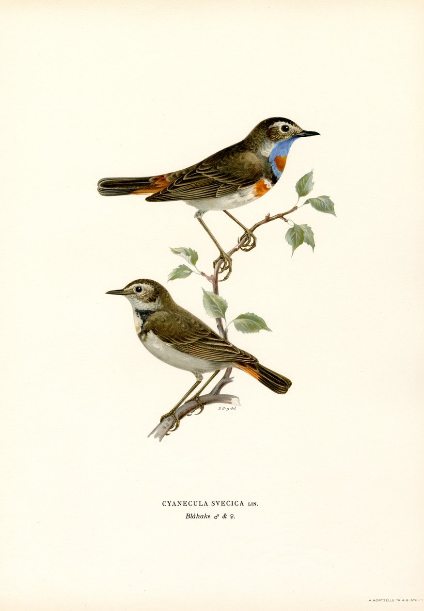 Bluethroat by Magnus Ferdinand and Wilhelm von Wright