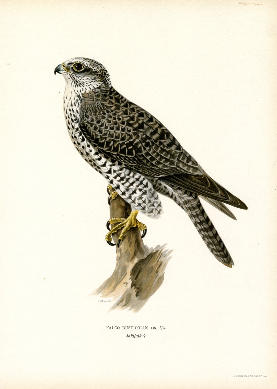 Gyrfalcon by Magnus Ferdinand and Wilhelm von Wright