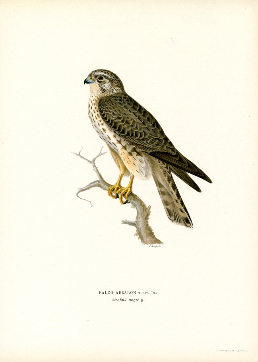 Merlin by Magnus Ferdinand and Wilhelm von Wright