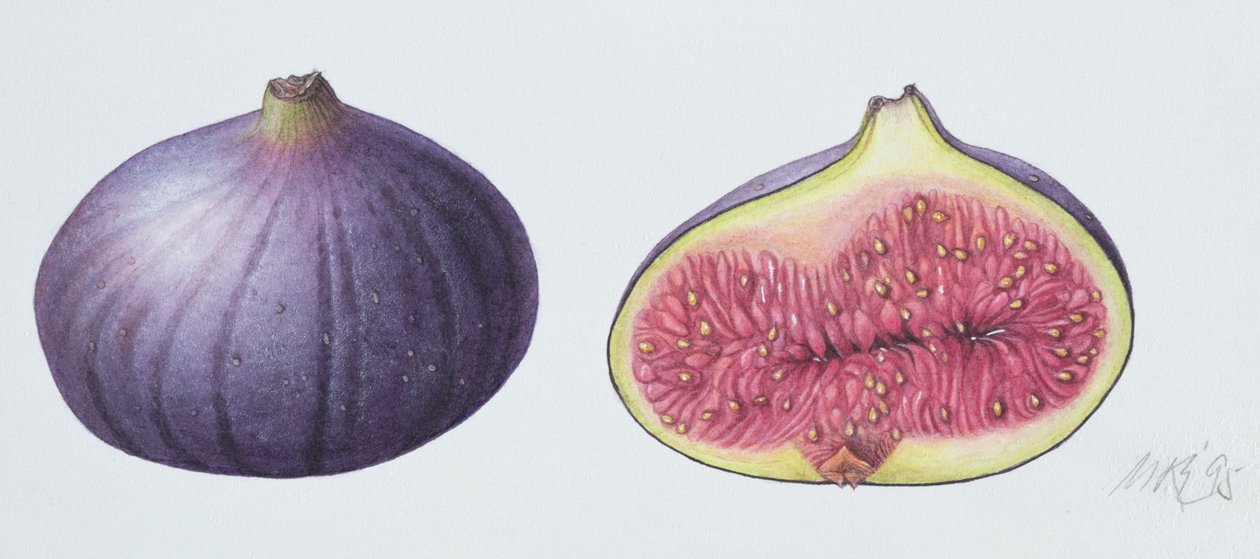 Figs by Margaret Ann Eden