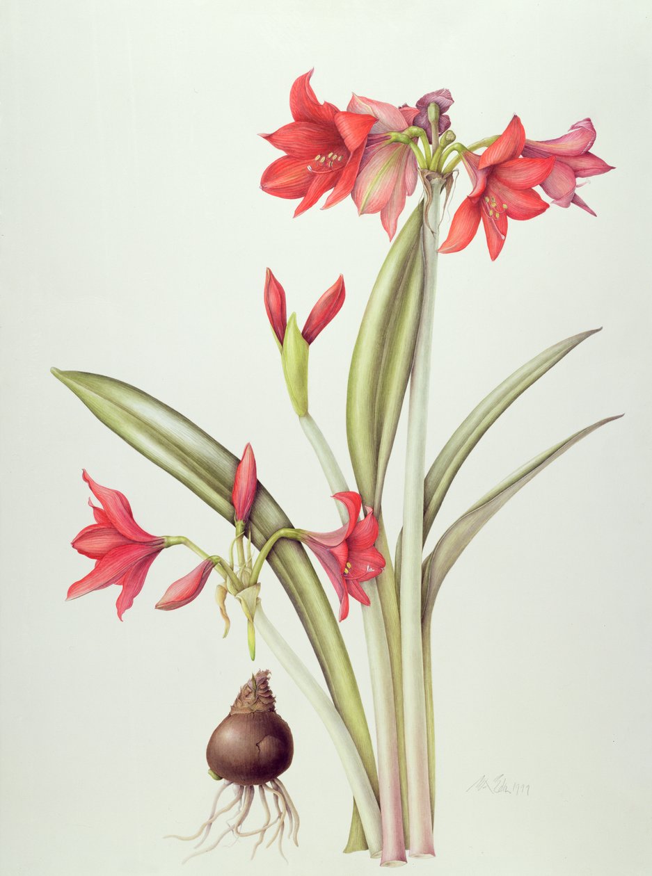 Hippeastrum Pamela by Margaret Ann Eden