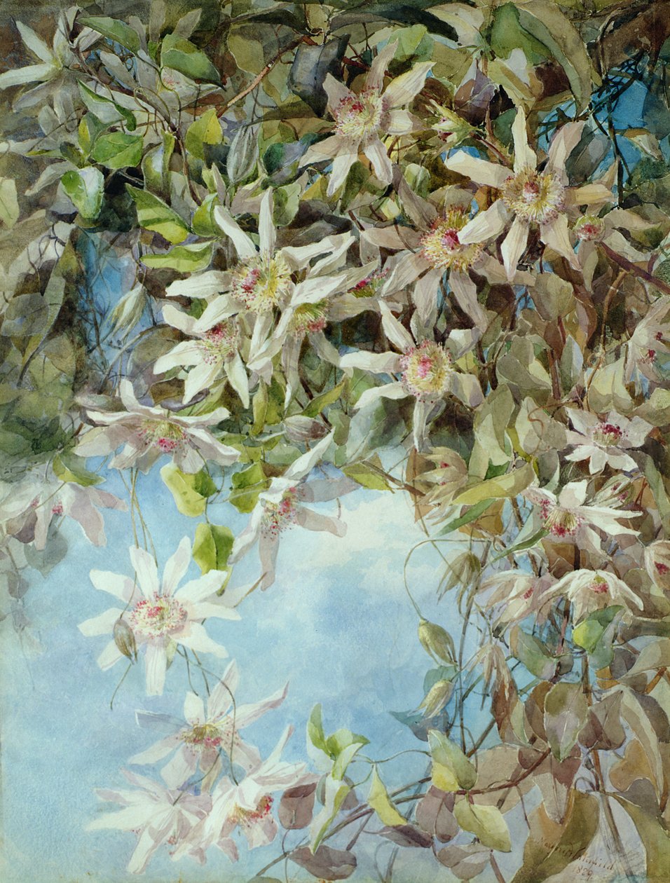 Study of Passion Flower by Margaret Waterfield