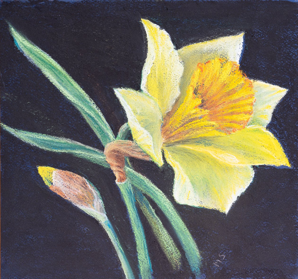 The Beauty of a Daffodil by Margo Starkey