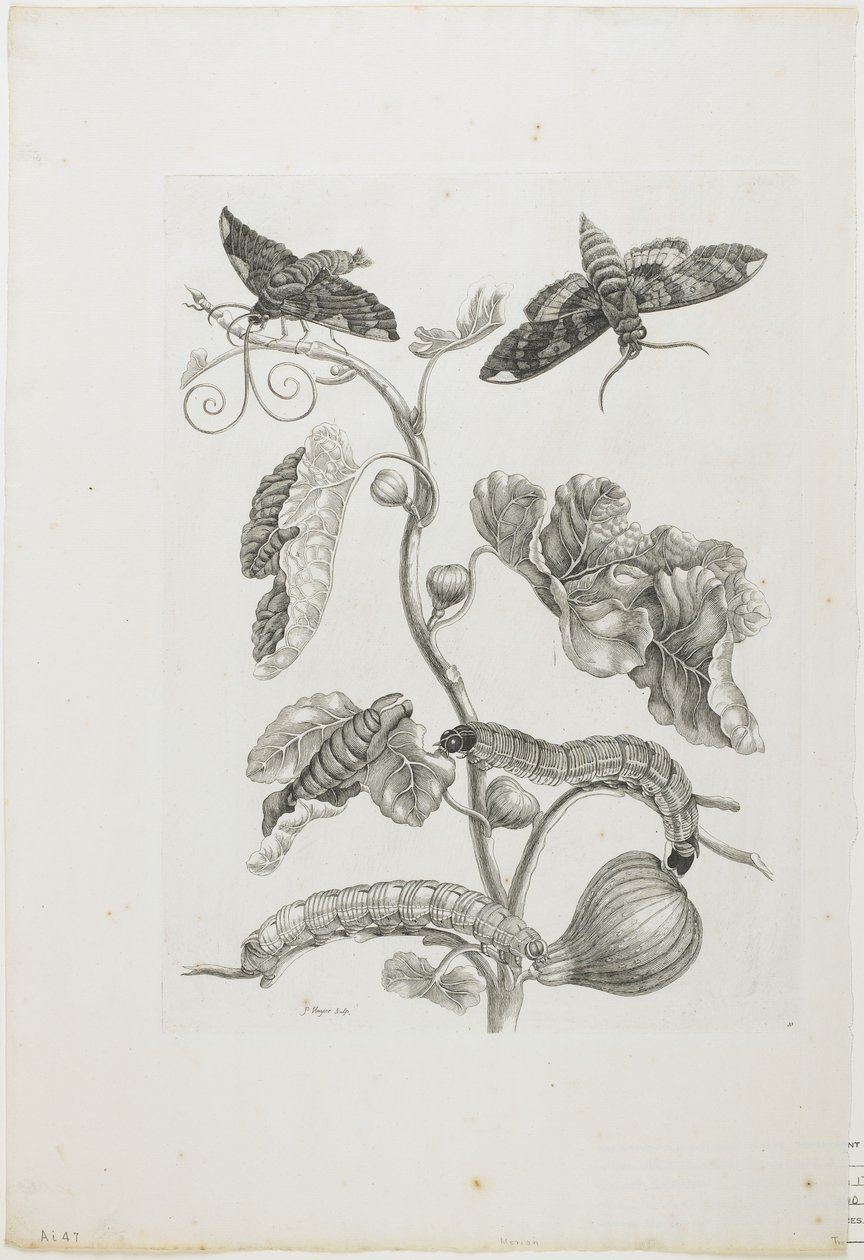 Butterflies, Caterpillars and Plant by Maria Sibylla Merian