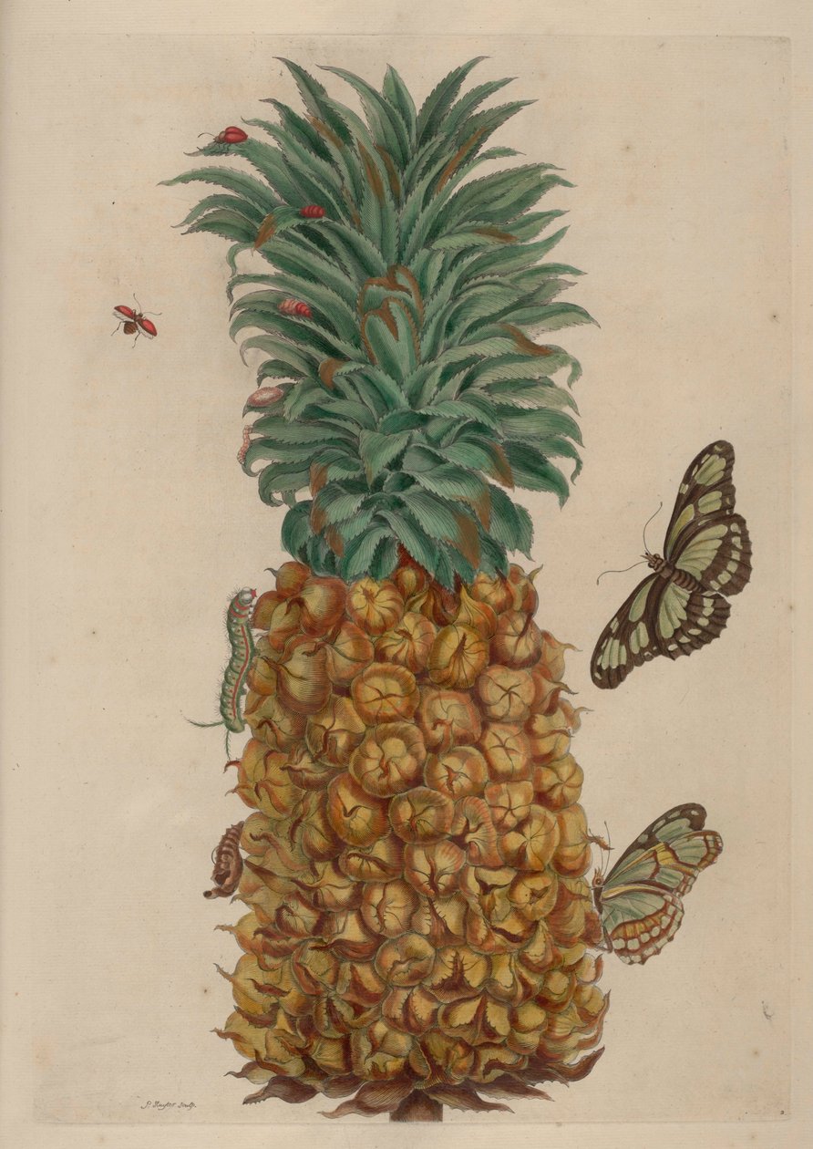 Pineapple and Cockroach, Illustration from Metamorphosis Insectorum Surinamensium by Maria Sibylla Merian