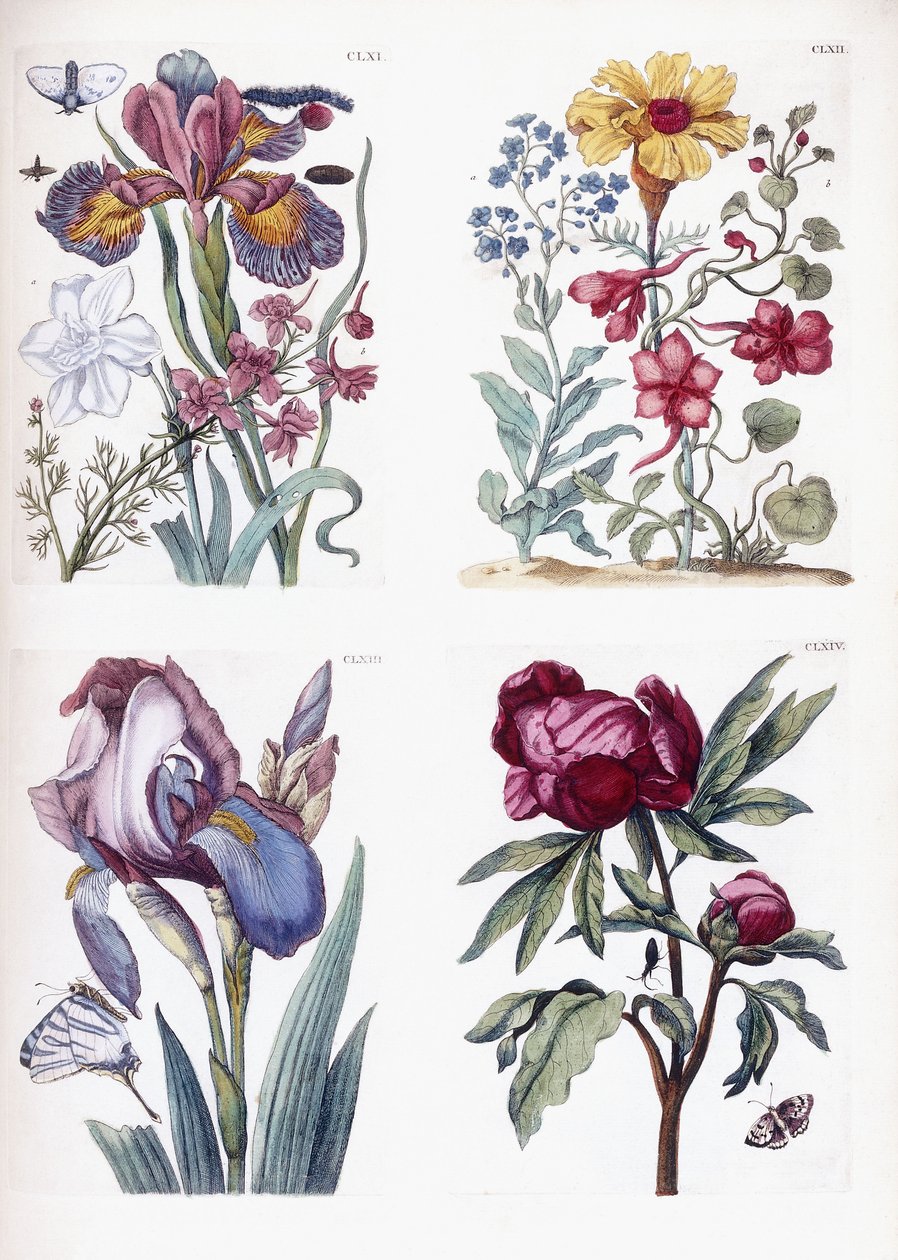 Various European insects and flowers by Maria Sibylla Merian