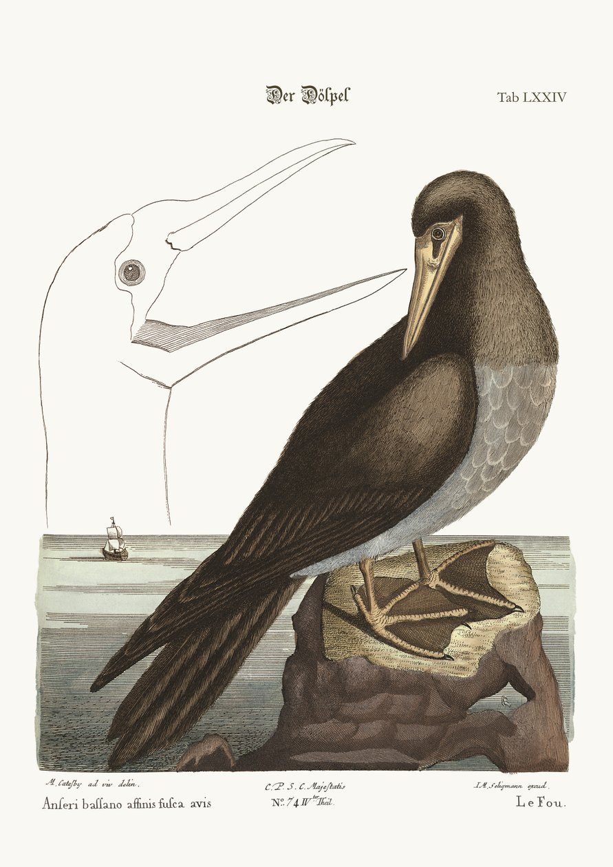 The Booby by Mark Catesby