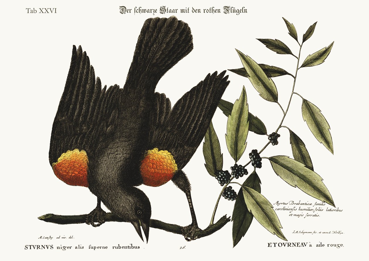 The Red-Winged Starling by Mark Catesby