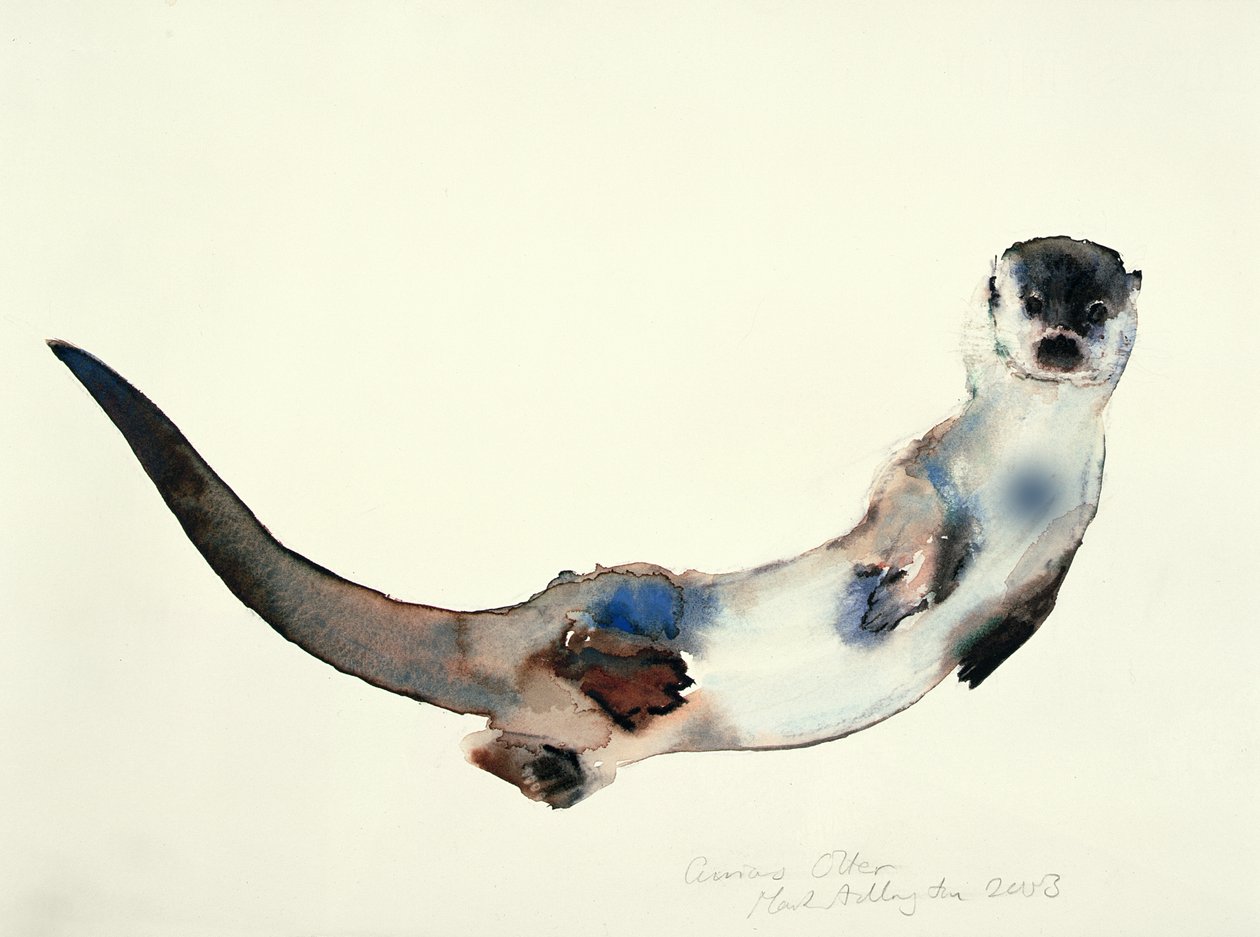 Curious Otter by Mark Adlington