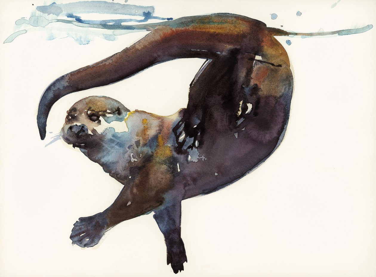 Otter Study II - 