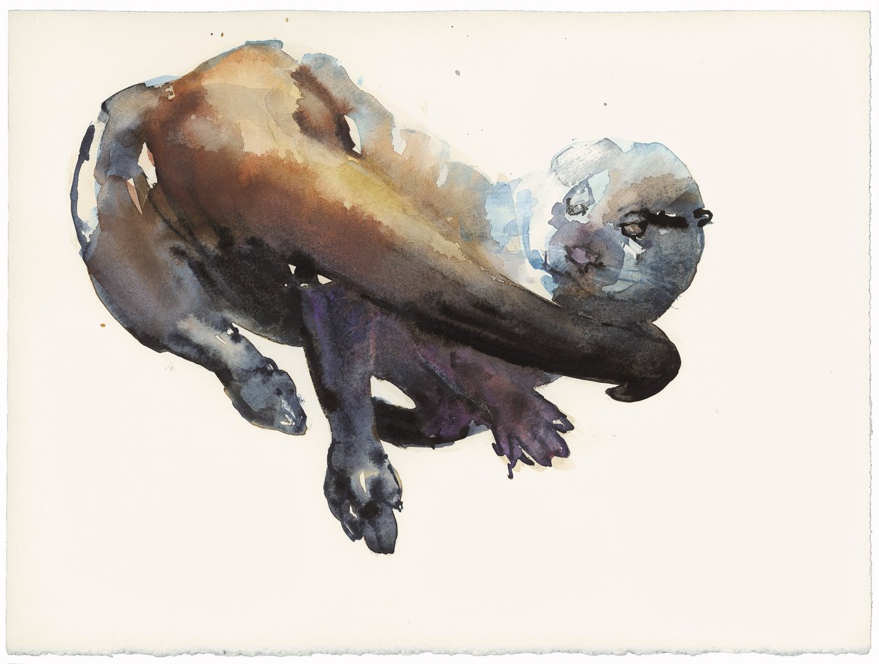 Otter Study I - 