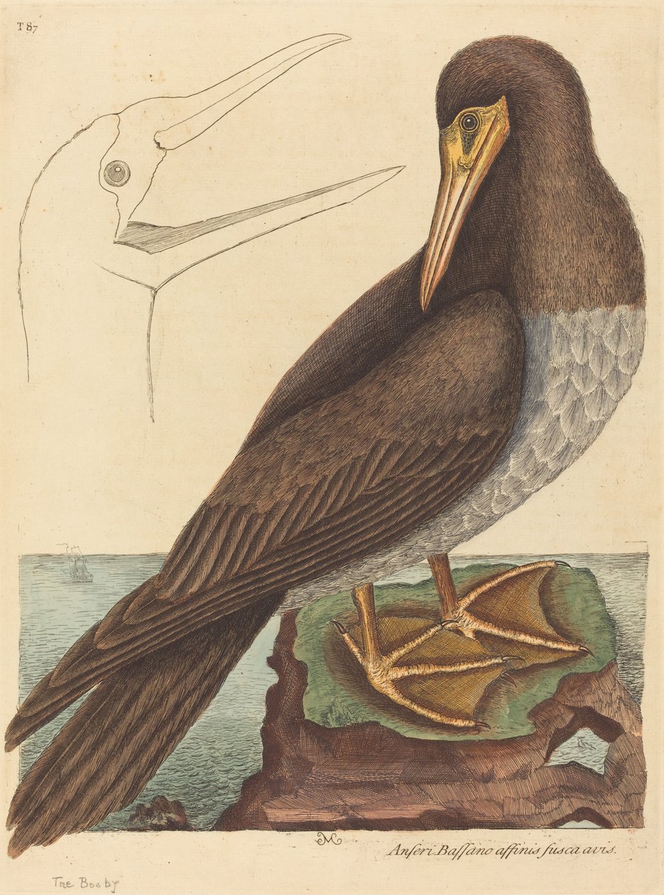 The Booby Pelecanus Sula, published 1731-1743 by Mark Catesby