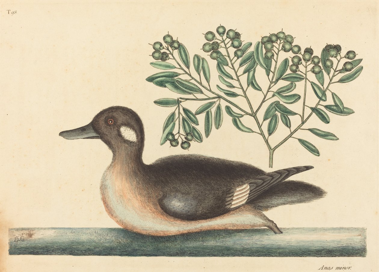 The Little Brown Duck (Anas rustica) by Mark Catesby