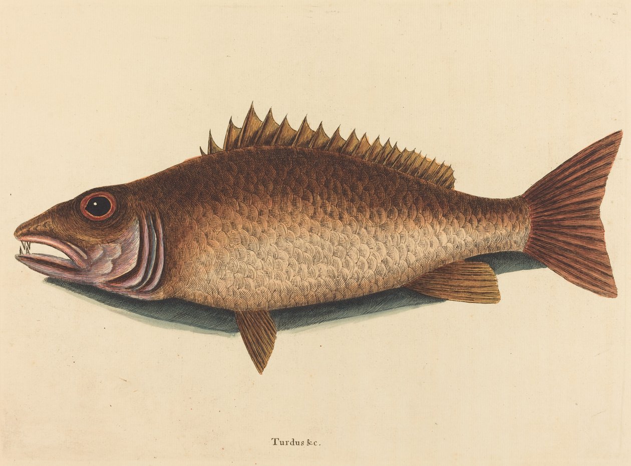 The Mangrove Snapper (Labrus griseus) by Mark Catesby