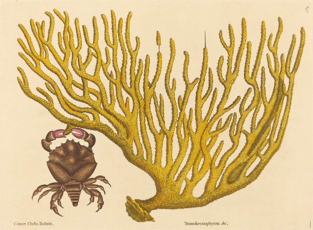 The Red Clawed Crab (Cancer erythropus) by Mark Catesby