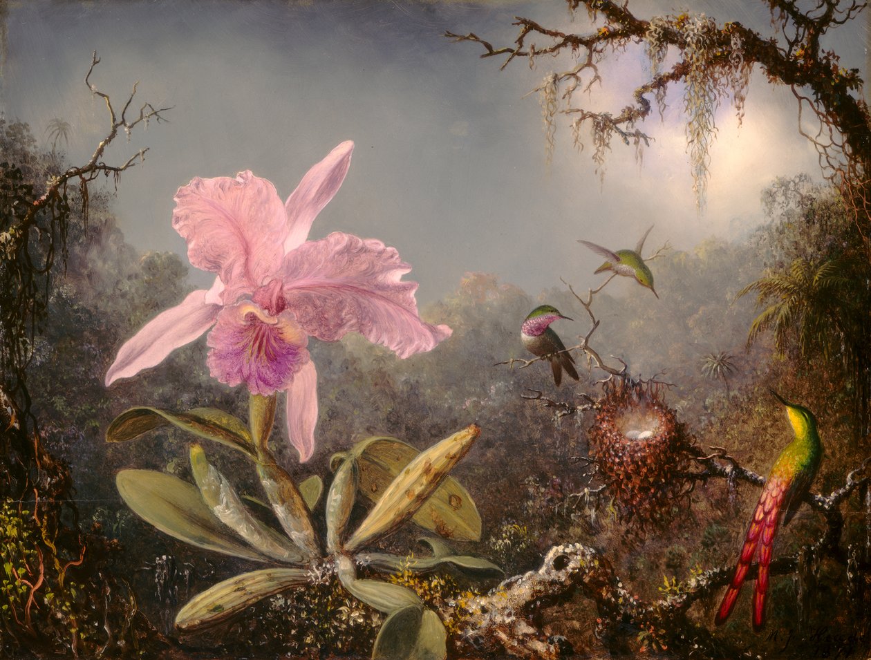 Cattleya Orchid and Three Hummingbirds by Martin Johnson Heade