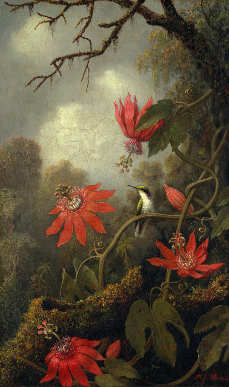 Hummingbird and Passionflowers, c.1875-85 by Martin Johnson Heade