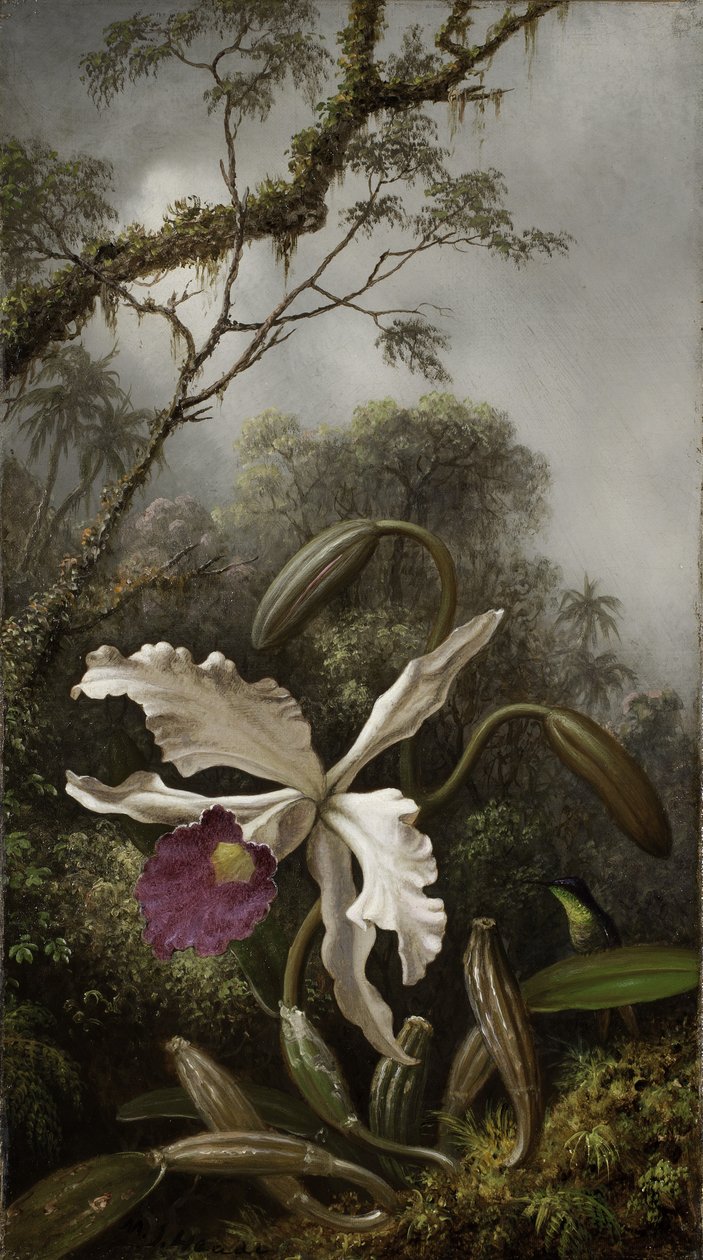 Hummingbird with White Orchid by Martin Johnson Heade