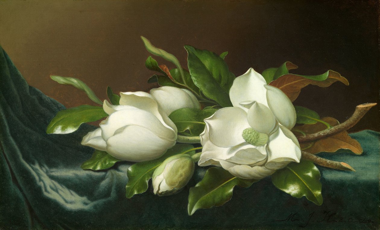 Magnolias on Light Blue Velvet Cloth by Martin Johnson Heade