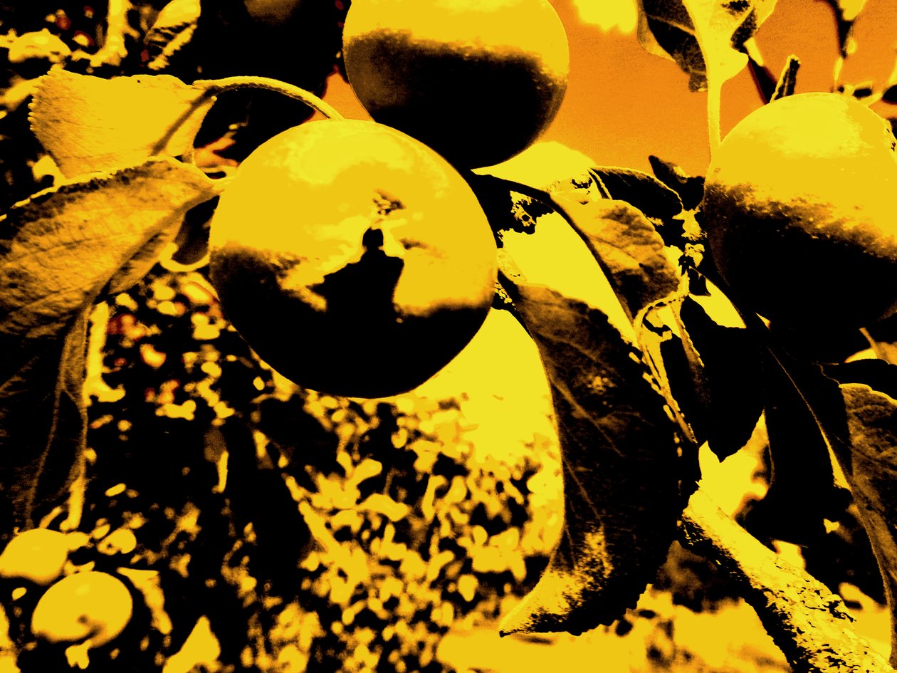Apple Tree by Martina Konitzky
