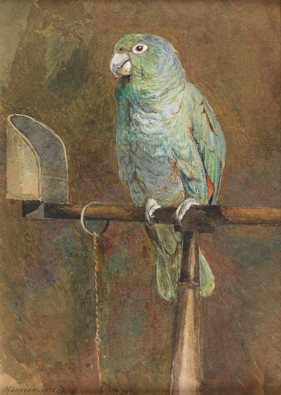 Polly the Parrot by Mary Forster